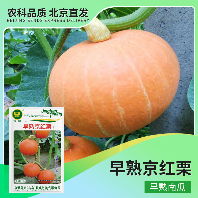 京研【农科院】大贝贝南瓜种子蔬菜种子板栗南瓜种子甘甜面香春耕节