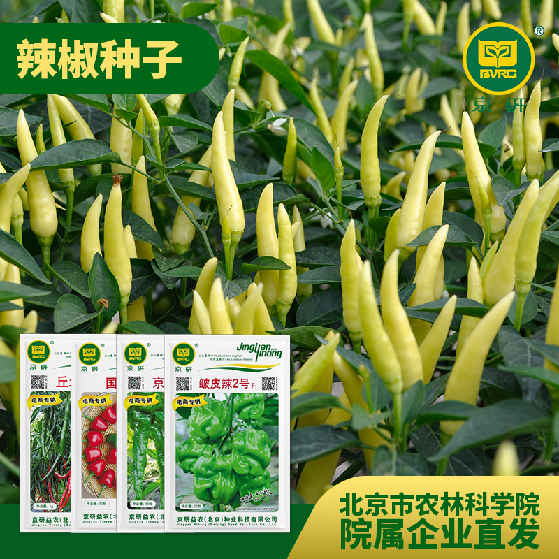 【农科院】京研辣椒种子小米辣朝天椒种子线椒种子螺丝椒蔬菜种子