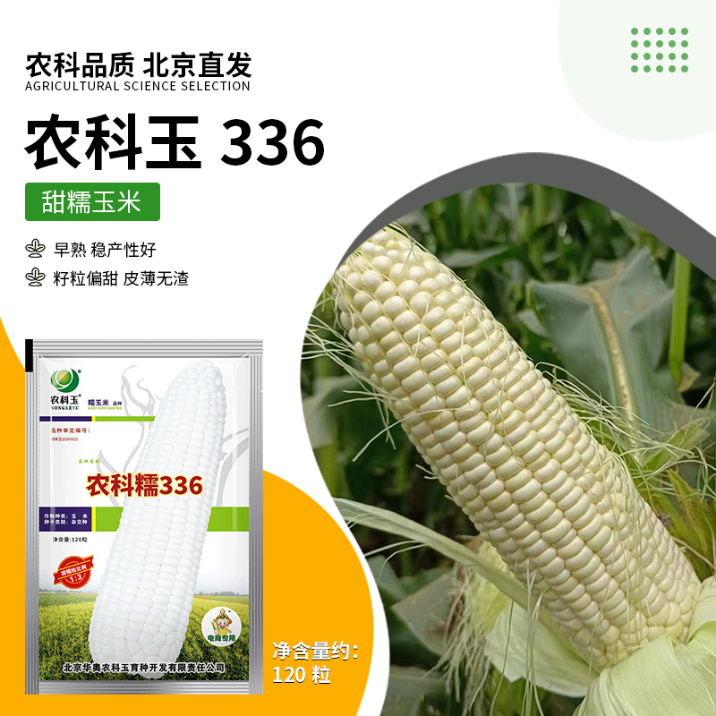 【农科院】农科糯336高产甜糯玉米种子超甜糯玉米种子高产优质玉米