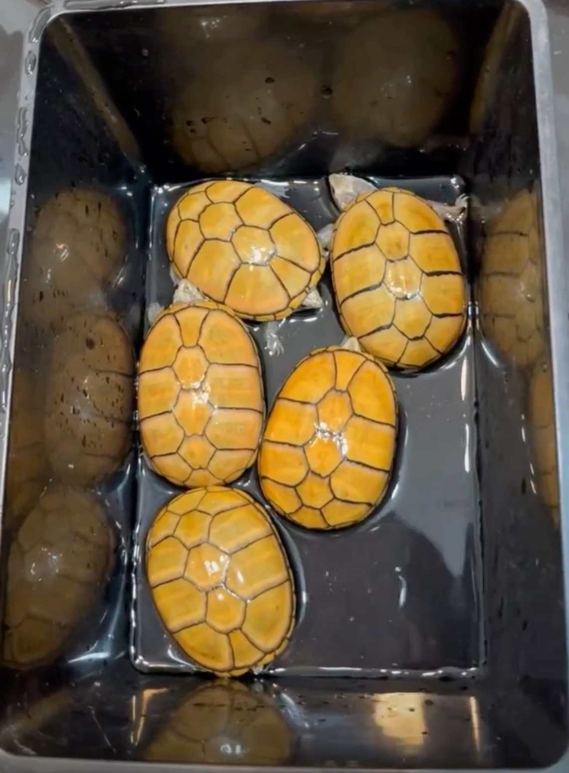 情侣发财风生水起人工养殖家庭宠物头盔蛋龟