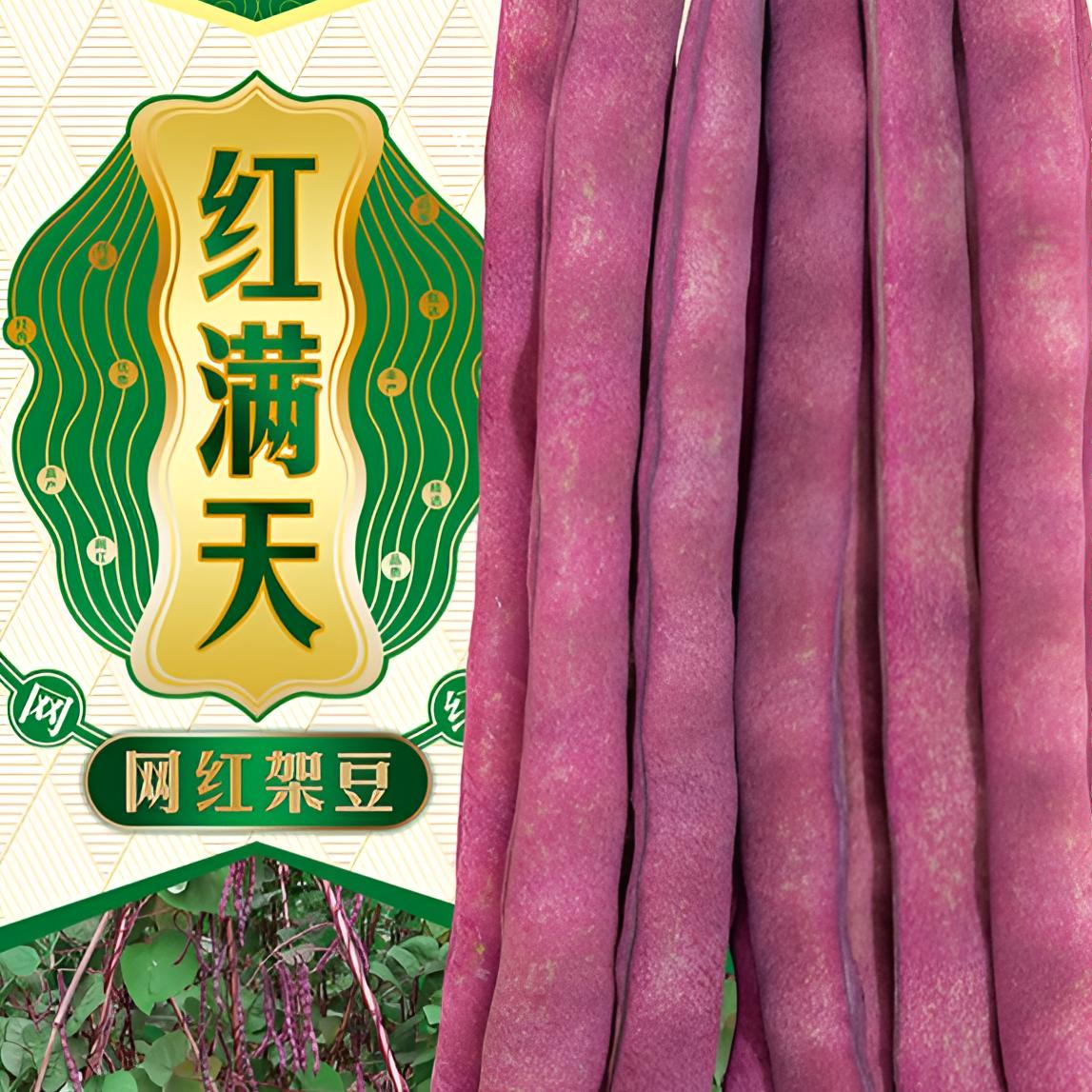 富连农红满天（红娘子）高产肉厚红荚早熟豆角味道浓郁芸豆种子