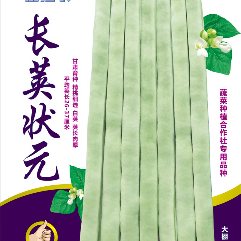 富连农长荚状元（长荚贵族）圆扁型白绿条芸豆种子