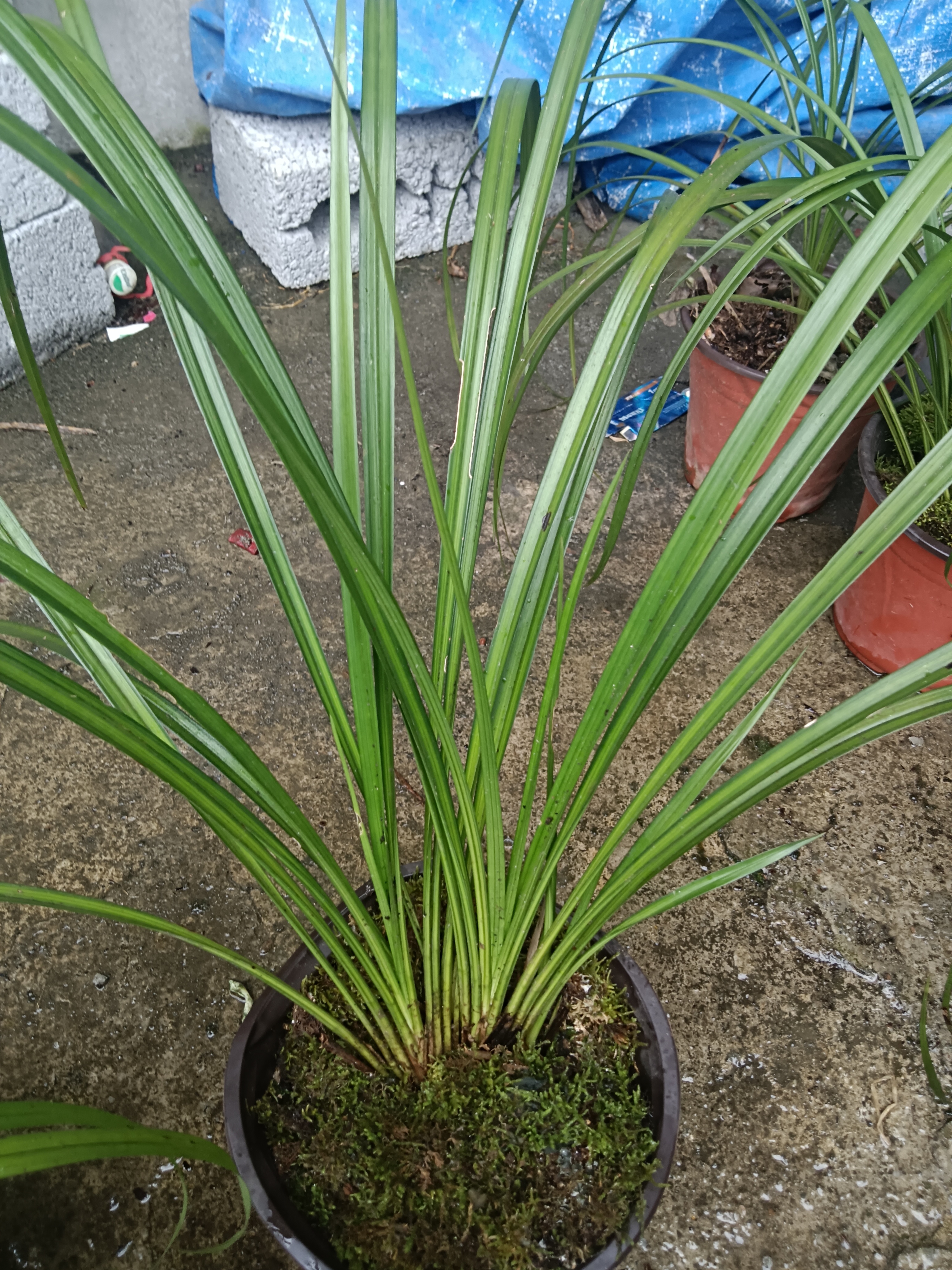 盆景花卉兰草兰花花盆绿植秋芝花卉