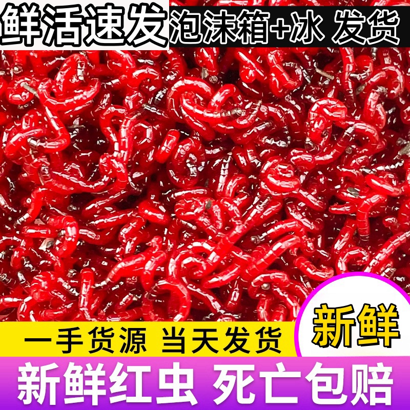 鲜活红虫特大号公虫活体活饵喂鱼饵拉饵鲫鱼野钓饵料钓鱼蚯蚓鱼饵