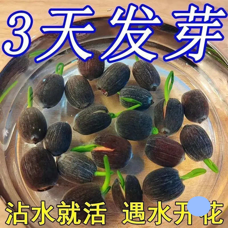 碗莲种水培花卉水养七彩五颜六色碗莲种植方法四季何花荷花种