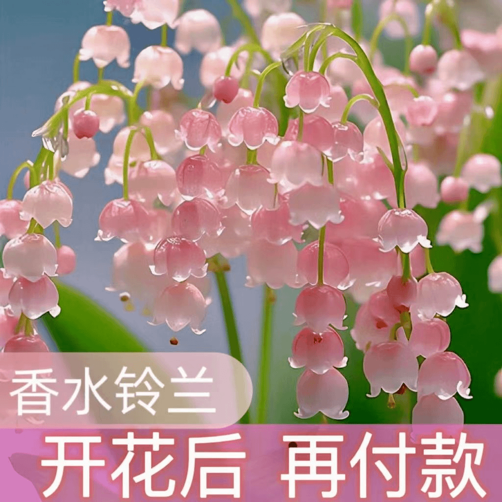 铃兰花苗带芽四季开花爆棚铃兰多色根系浓香型多年生阳台花卉盆栽