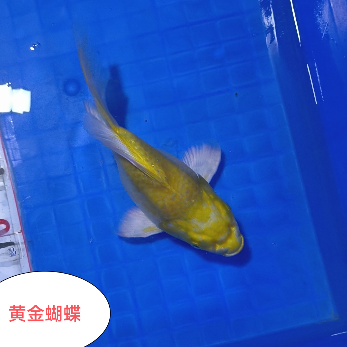 精品普身短身贵妃白蝴蝶鲤 黄金 熊猫 黑 红蝴蝶台湾蝴蝶鲤