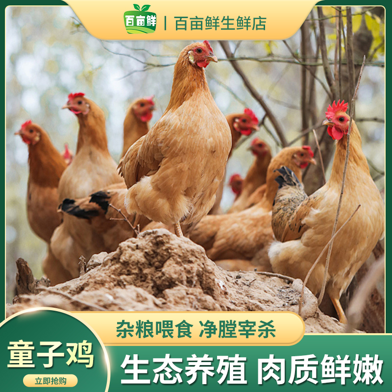 新鲜冷冻走地鸡童子鸡700g*4只 活杀速冻锁鲜 肉质鲜嫩味美