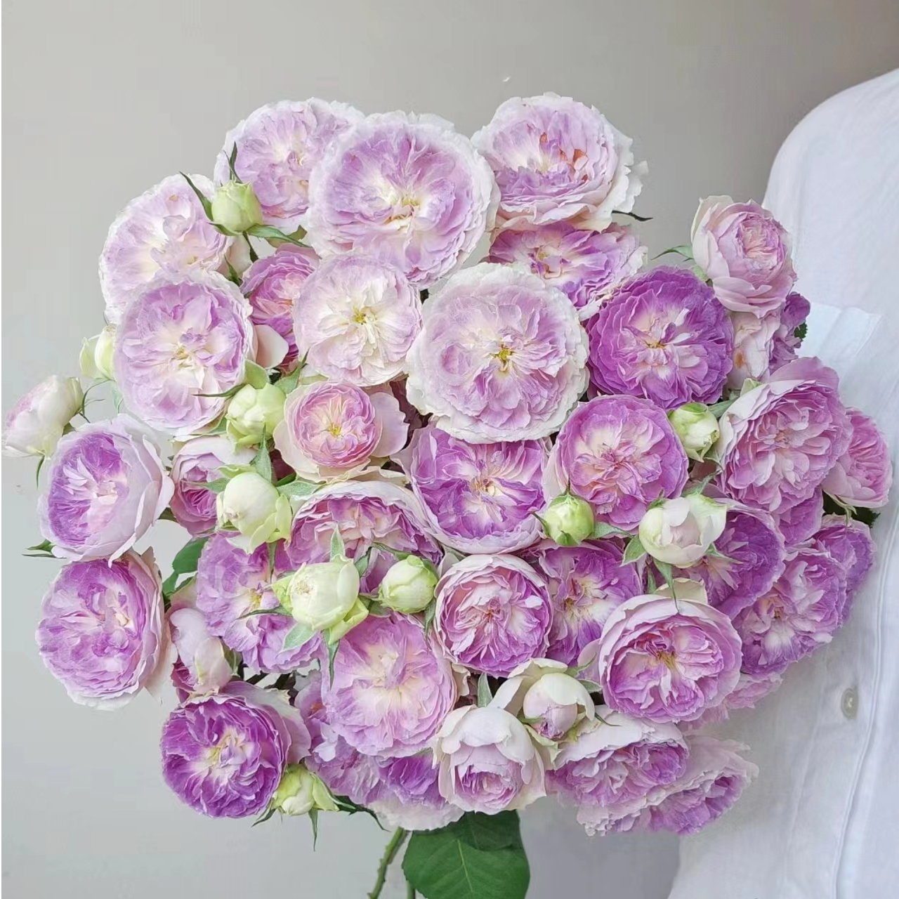 【独鬏鬏优选】稀有鲜花 [蓝月石] 多头玫瑰 花头干净高级基地现摘