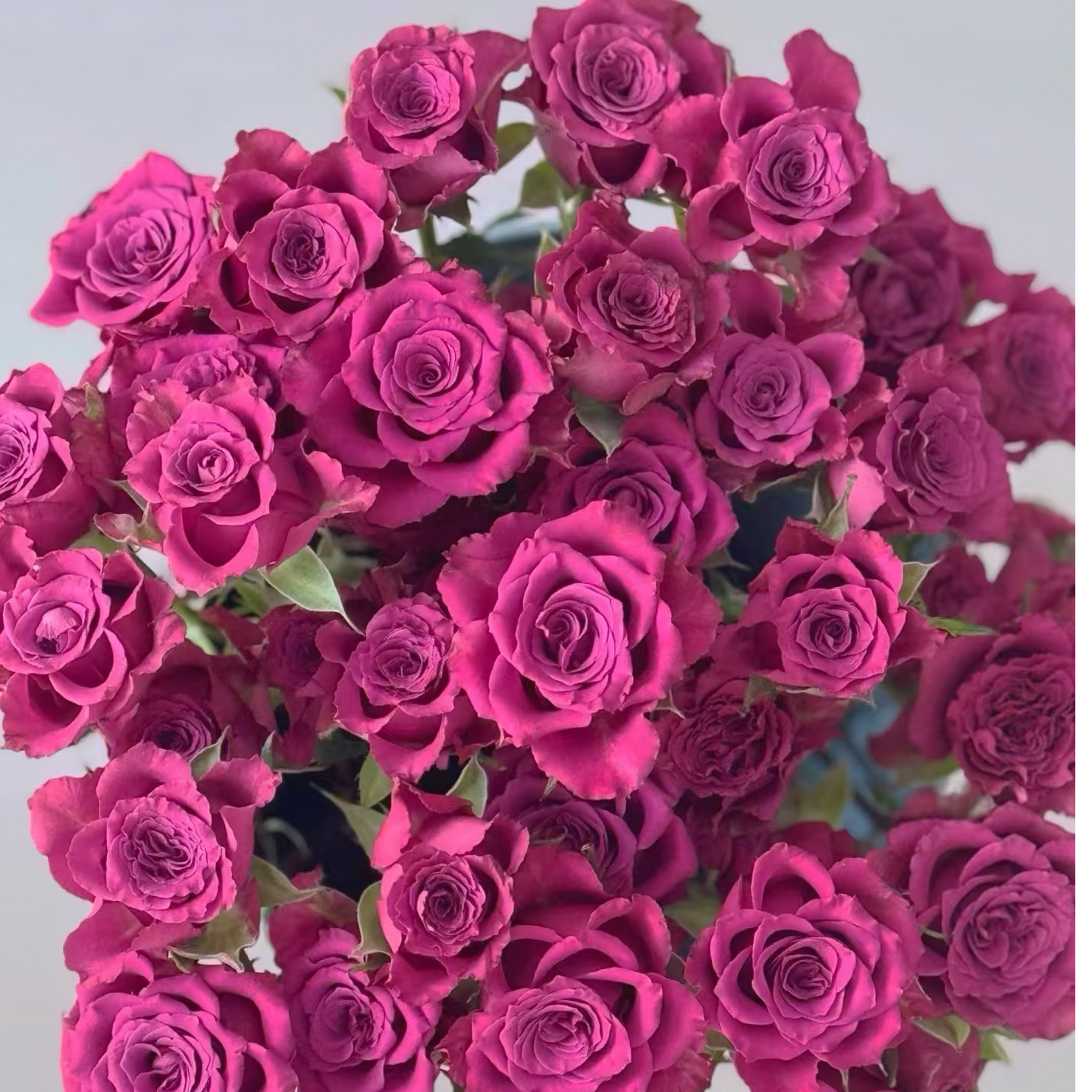 【独鬏鬏优选】A级鲜花 [蓝莓] 多头玫瑰 花头干净高级基地现摘