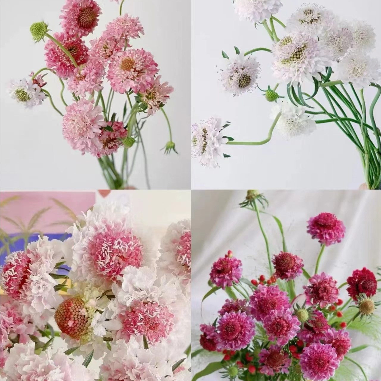 【独鬏鬏优选】加购款松虫草洋牡丹（注：东三、西六、海南专属链接~）