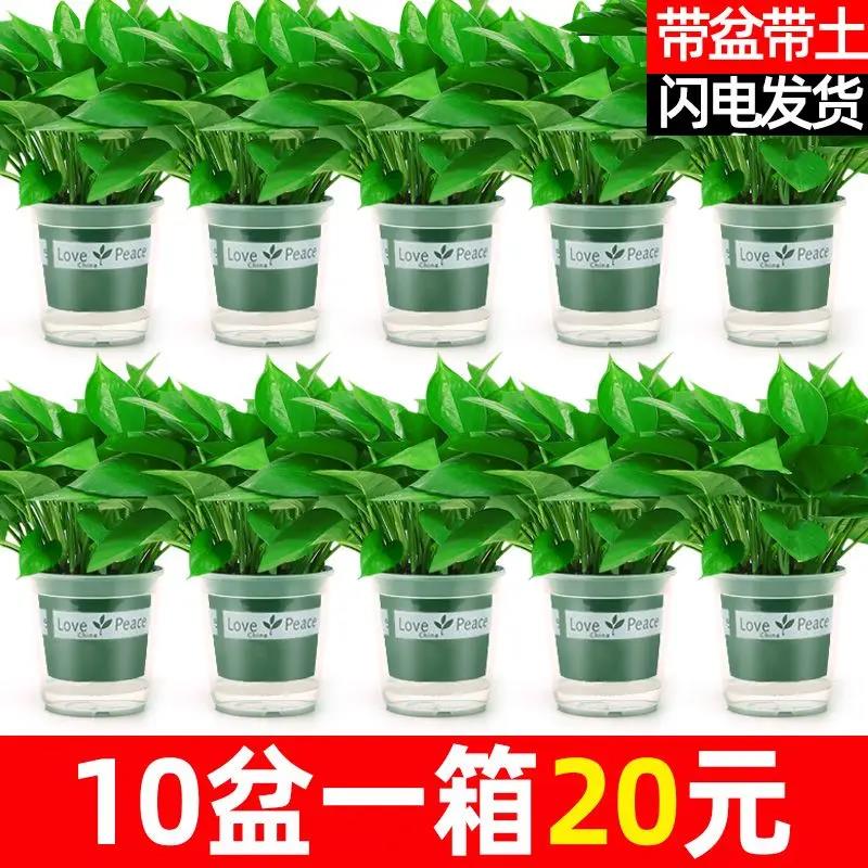 新疆包邮绿萝盆栽室内好养吸除甲醛净化空气水培植物绿植花卉盆栽