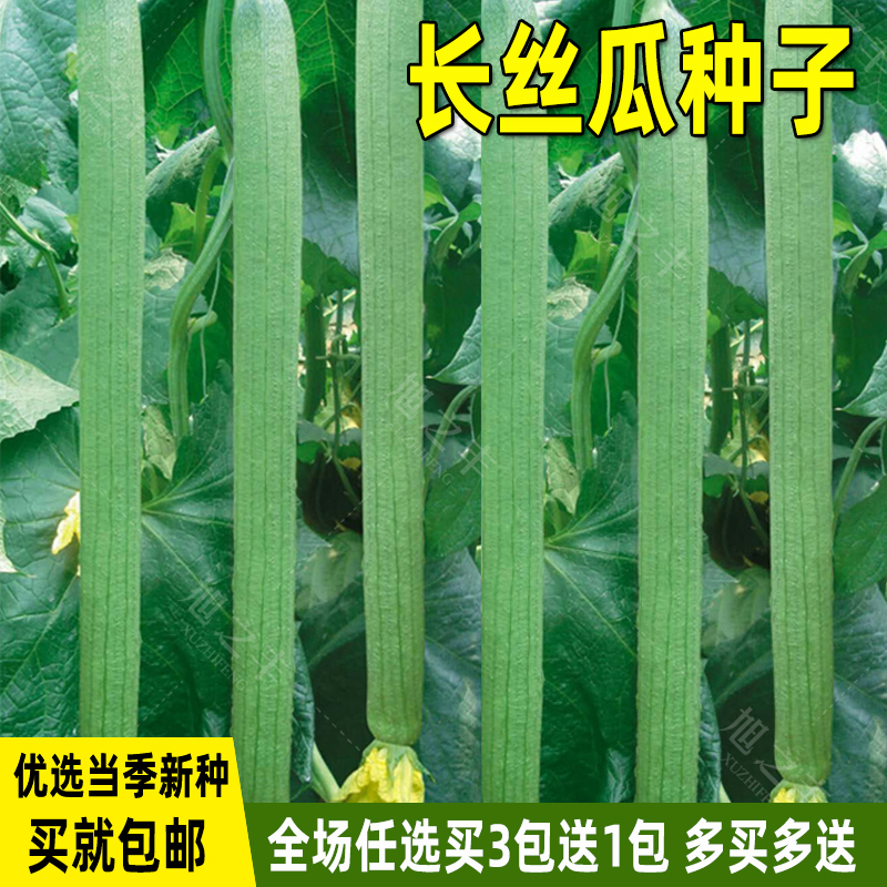 丝瓜种子长丝瓜种籽子春季夏季庭院种植菜种籽四季蔬菜种子大全