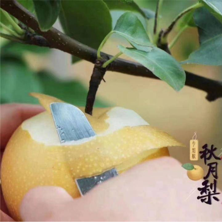 正宗山东秋月梨烟台莱阳梨当季水果现摘现发雪蜜梨整箱礼盒包邮