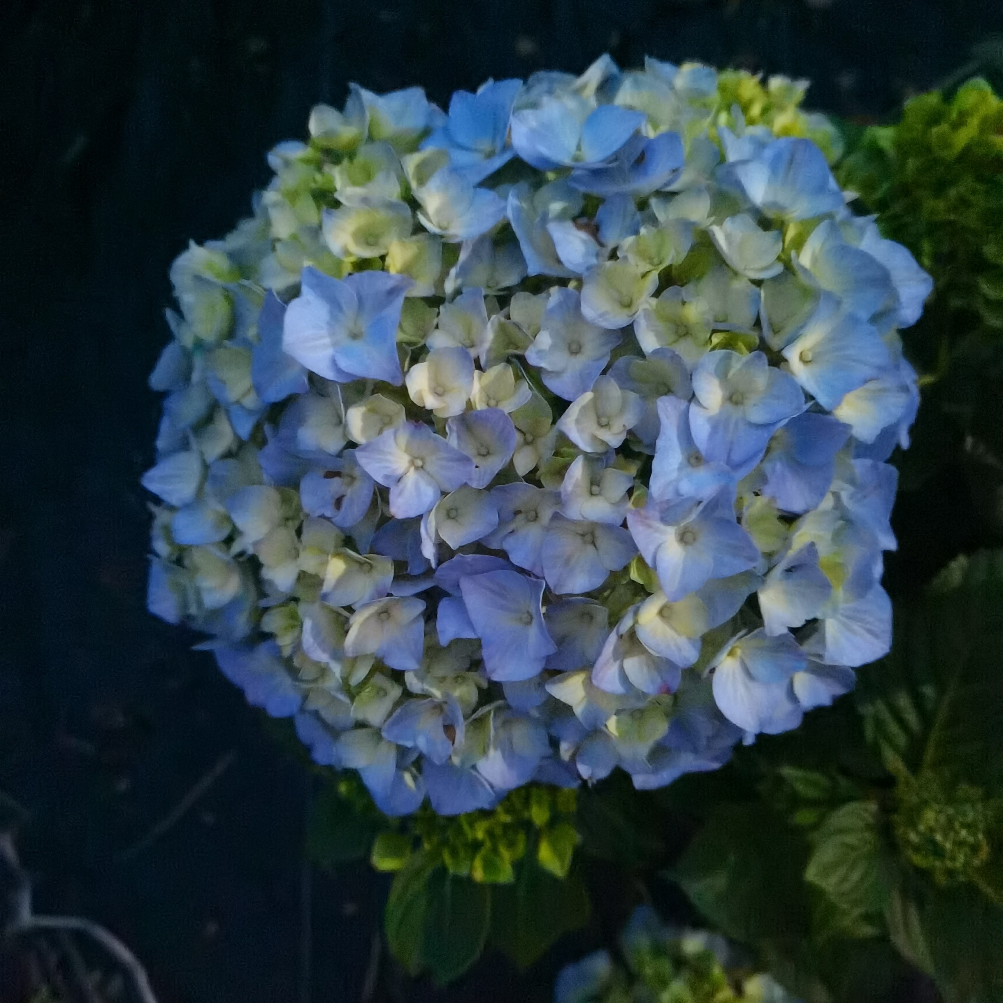 露天绣球花-大海兰-可以调色新老枝开花阳台花园别墅庭院花卉