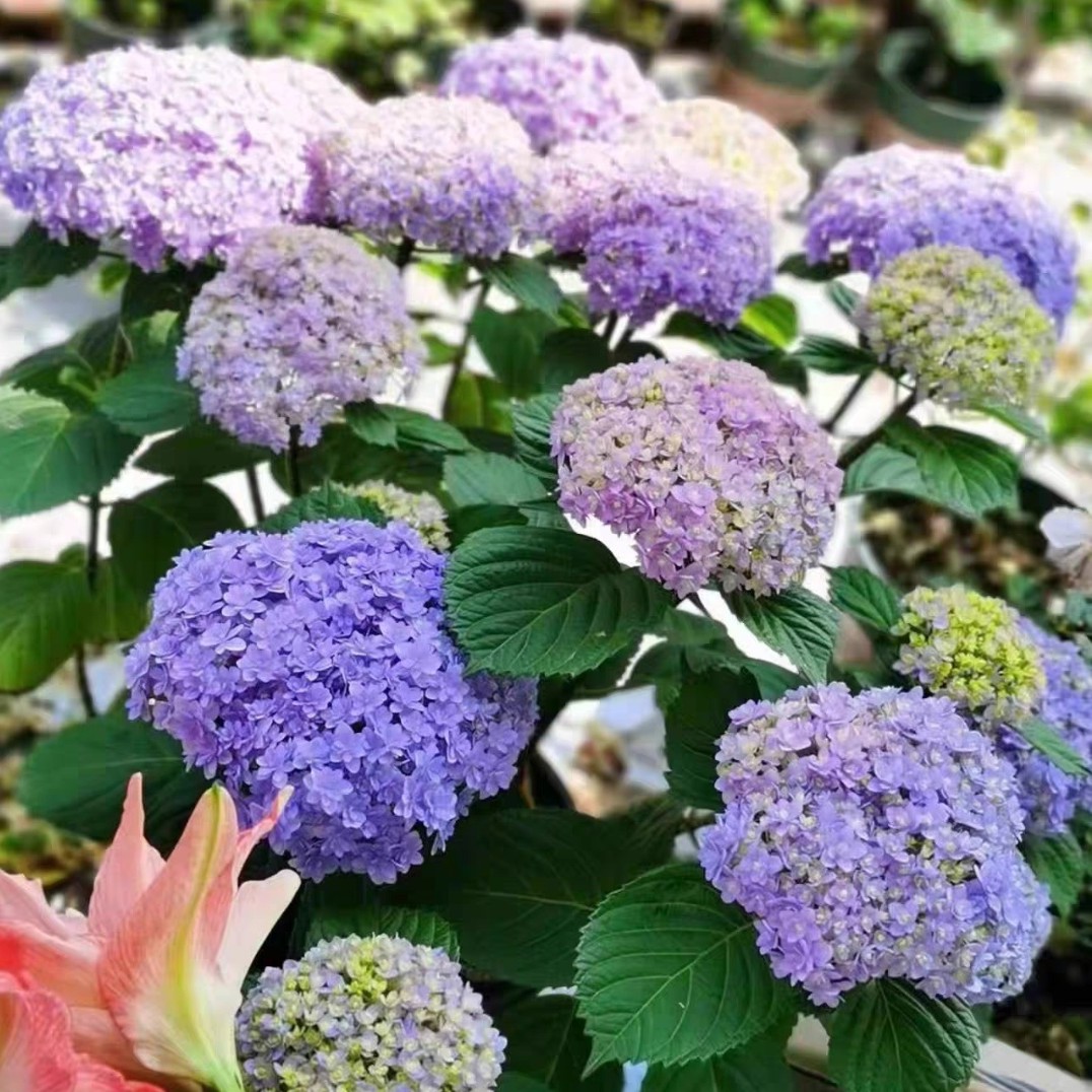 《花手鞠》大花绣球盆栽庭院阳台好养花卉绣球花植物