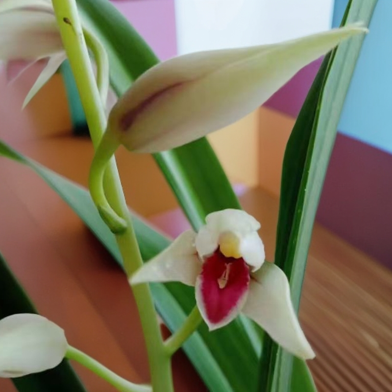 秋榜兰花，花卉绿植，盆栽盆景。红色养护花香清香甜香幽香非常