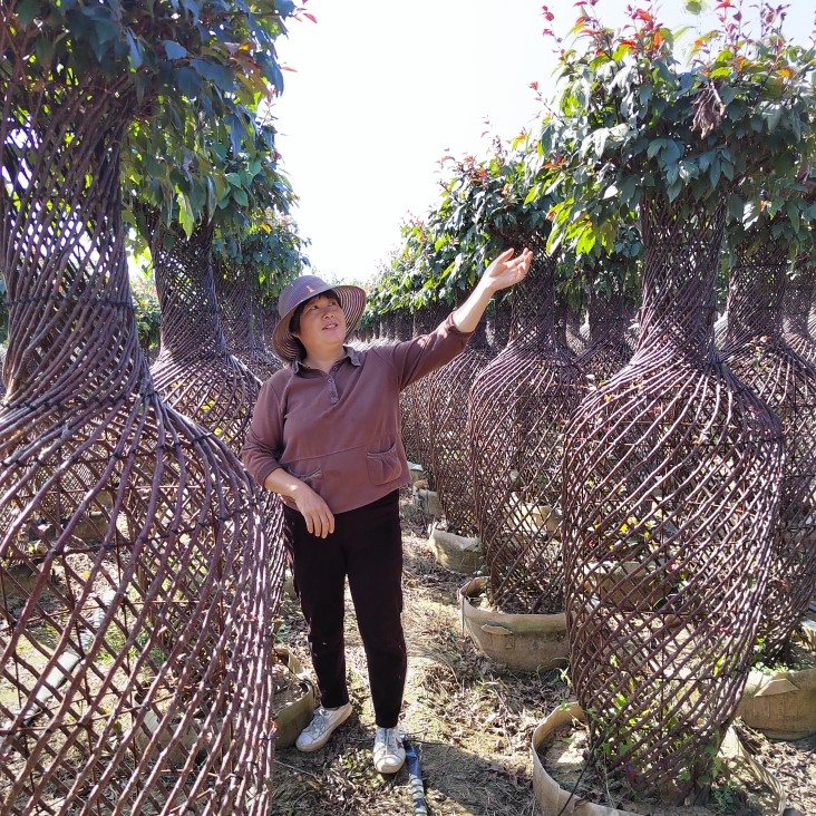 一米八皇家雨点海棠花瓶盆景盆栽，总高度2米-2.2米