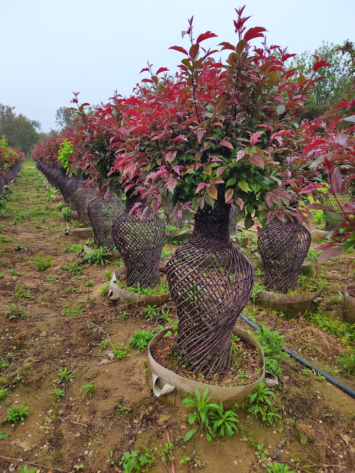 一米皇家雨点海棠花瓶，总高度1.2米--1.3米