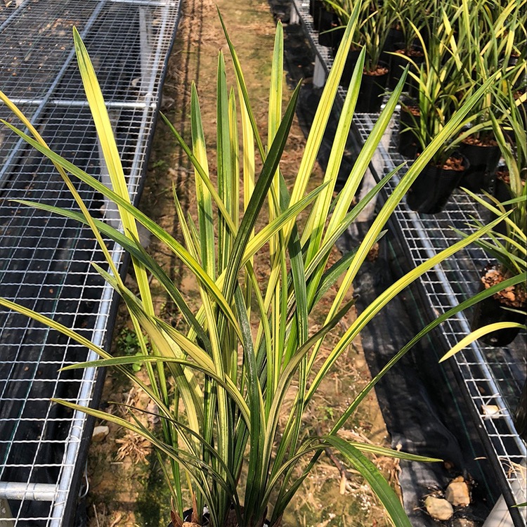 建兰山水画东方，建兰金边线艺虎斑山水画，每一苗都艺不同