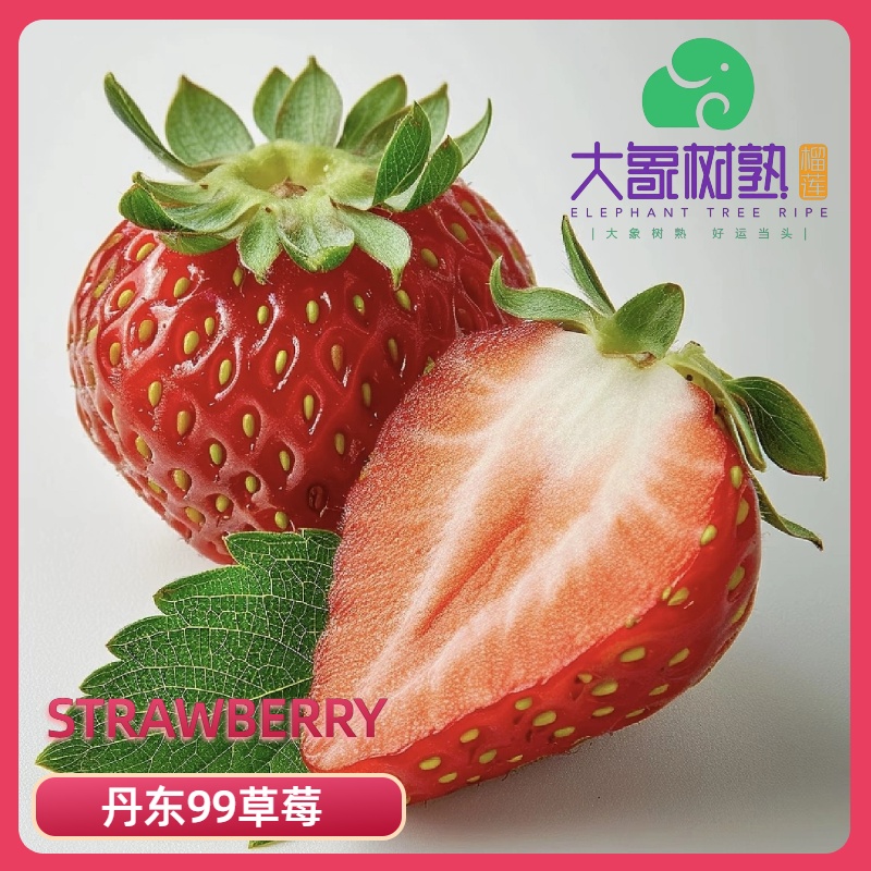 【龙华】丹东九九草莓 网红礼盒装 个头超大 红颜新鲜空运同城小时达 深圳小时达【大象树熟】
