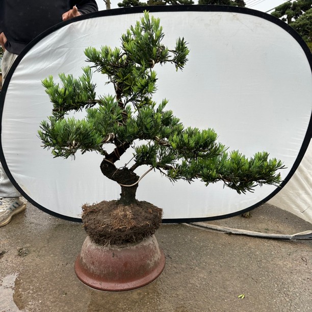 精品园林盆景罗汉松【一物一拍以直播间为准，直接拍默认随机发货】