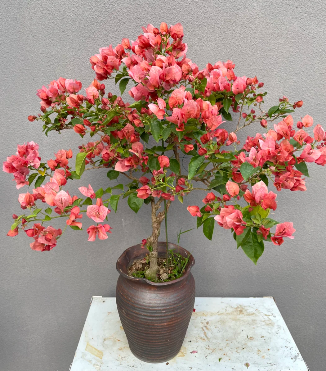 【不甜西瓜】勤花品种三角梅