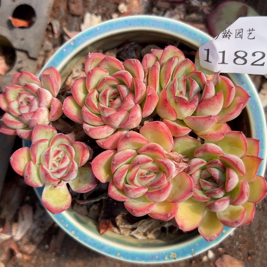 1182杂交多肉植物不包掉头整散