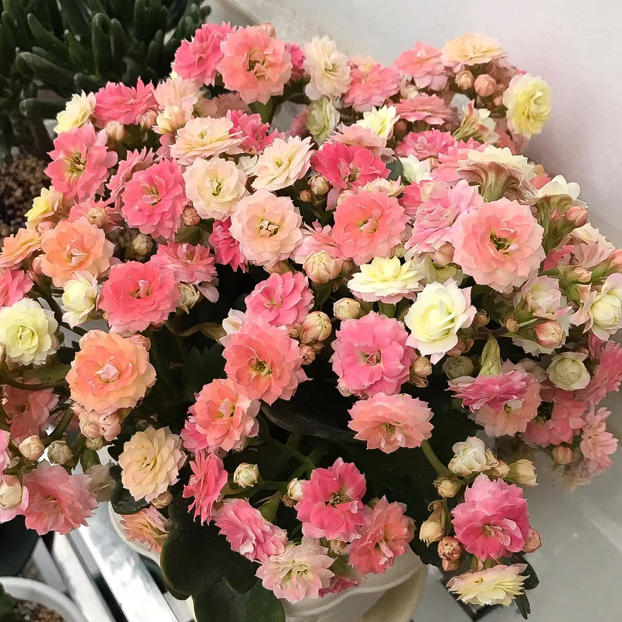 毛绒二代~带花带花苞  阳台花卉简单好养