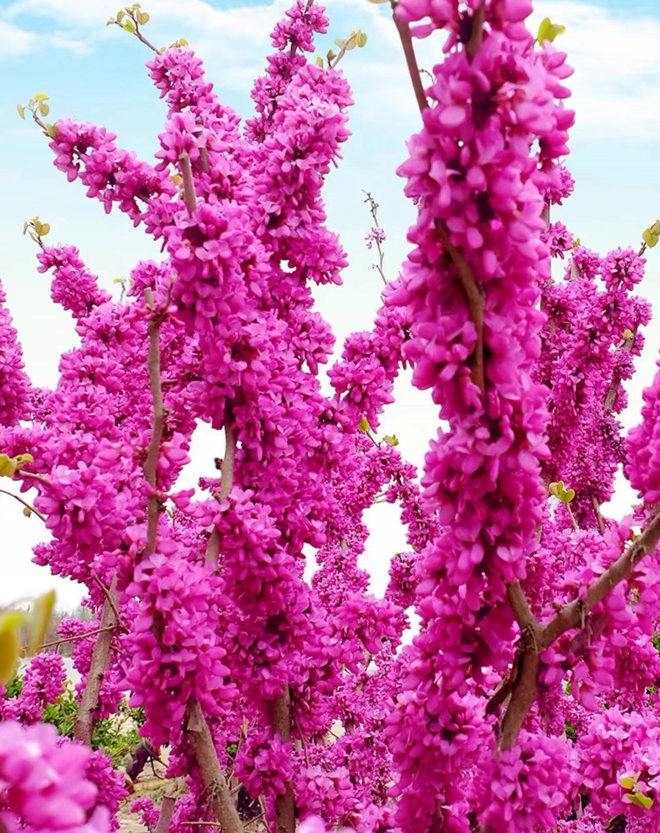 紫荆大苗紫荆花树苗庭院室外耐寒耐旱名贵风景树绿化工程苗