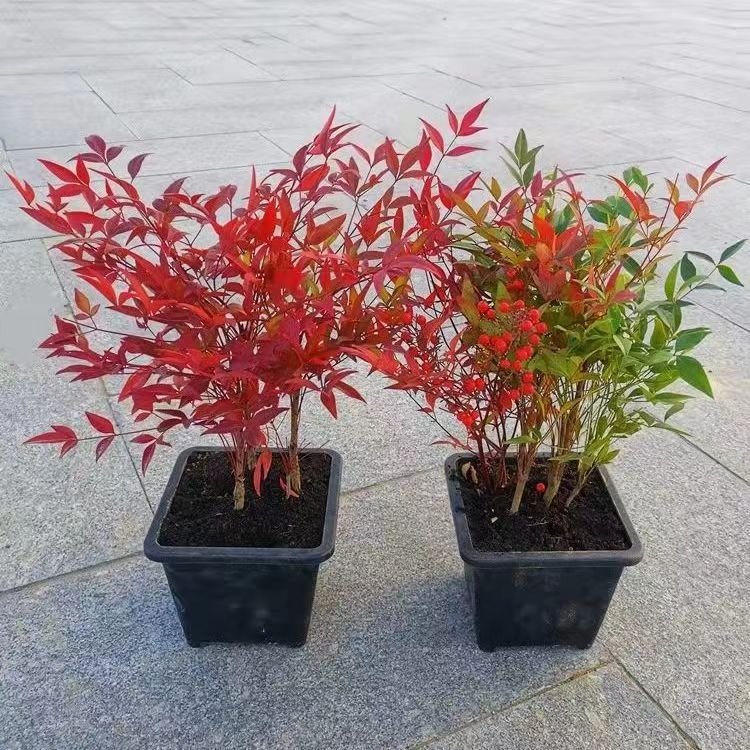 火焰南天竹树苗四季变色带根耐寒红天竹盆景老桩庭院客厅阳台植物