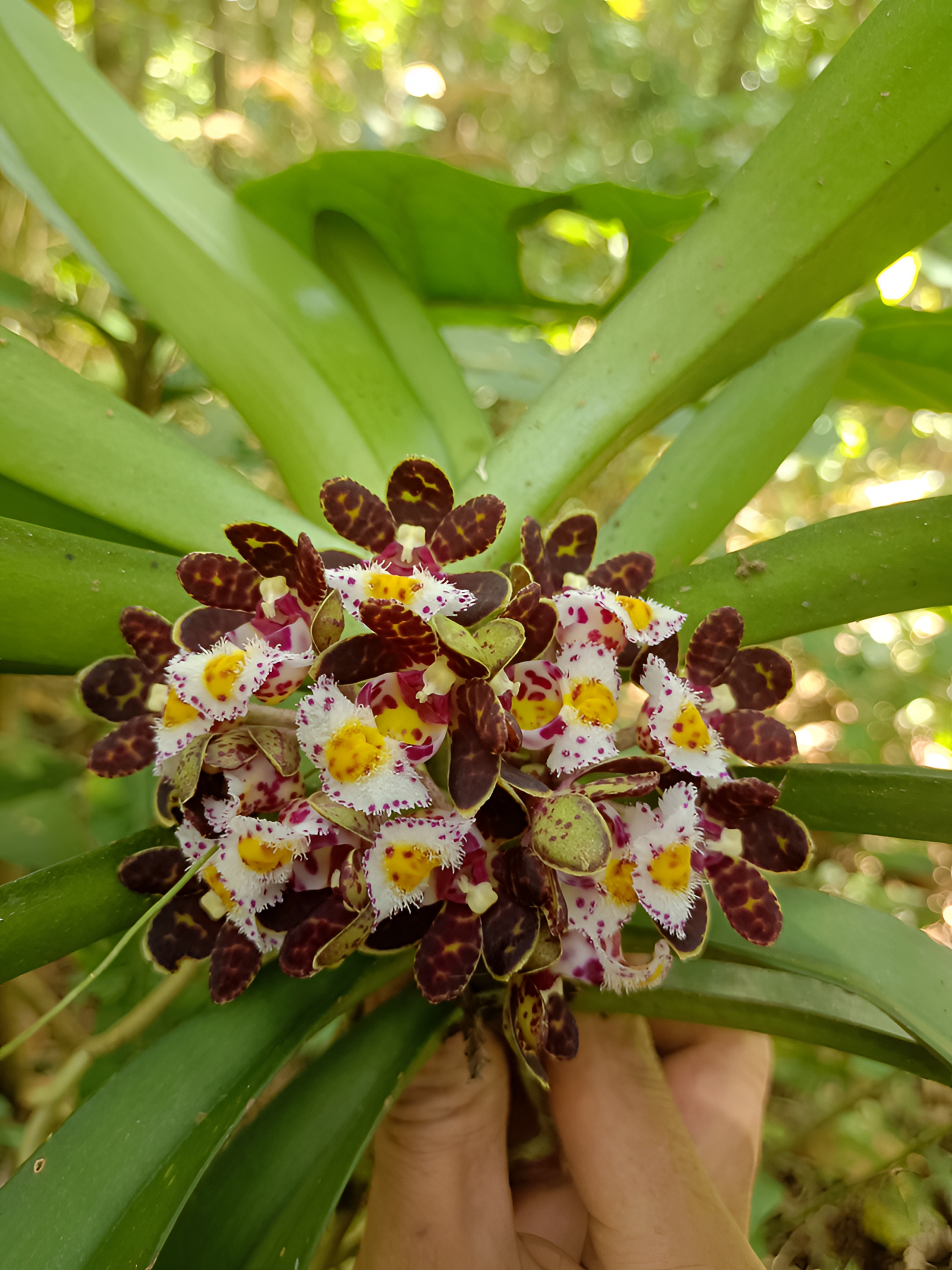 大花盆距兰绿植盆栽附生植物浓香型常年绿植