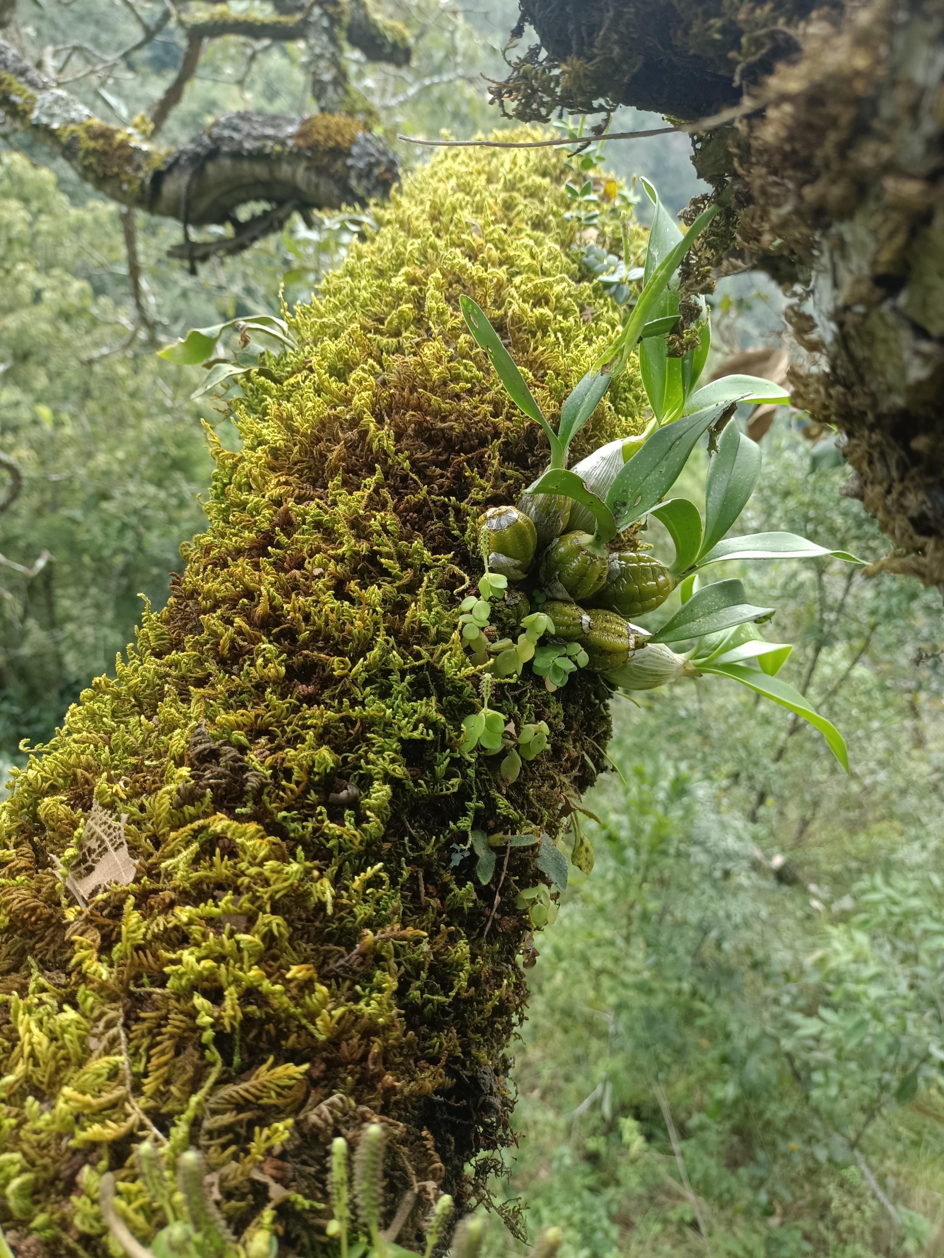 原生态鼓槌好养活可食用花卉盆景造型花香浓郁直播间一物一拍