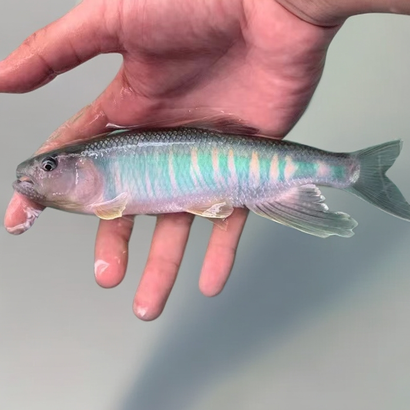 马口鱼溪流缸好养原生鱼冷水鱼长鳍鱲桃花鱼鱲发色活体养鱼