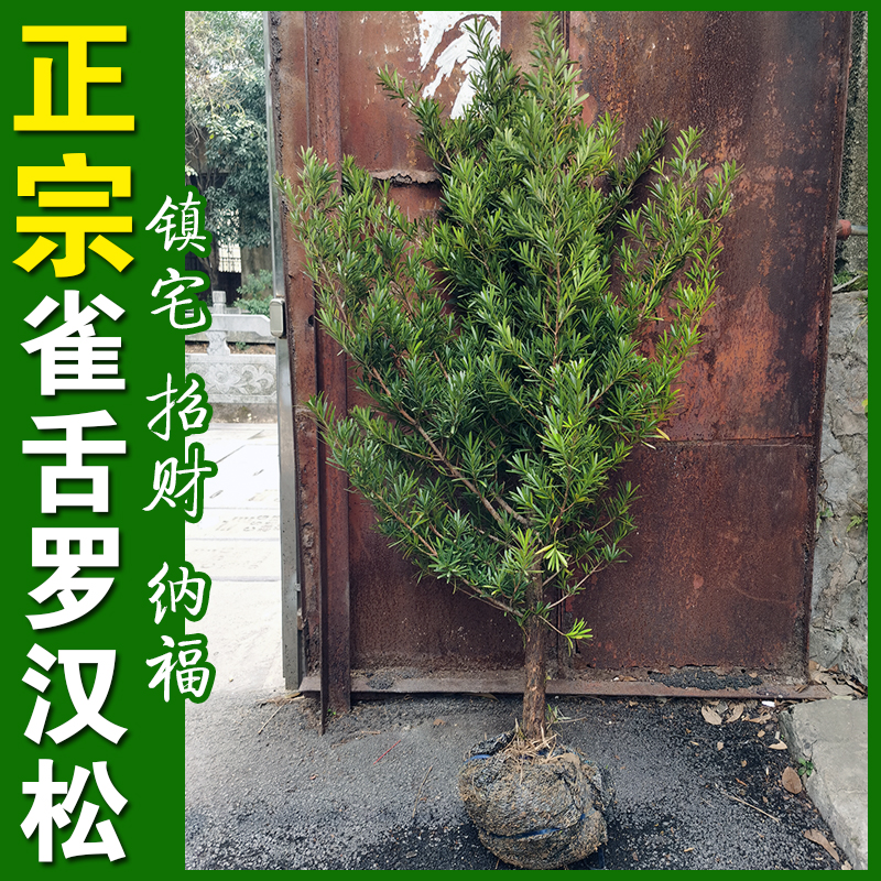 一物一拍正宗雀舌罗汉松树苗庭院绿植地栽大型树盆栽迎客松
