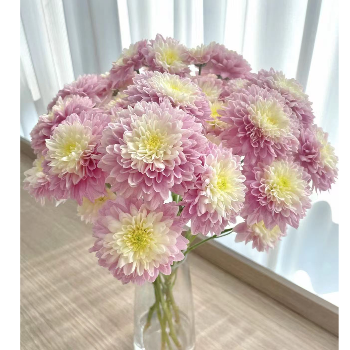 神仙小雏菊（渐变色的仙女色系）