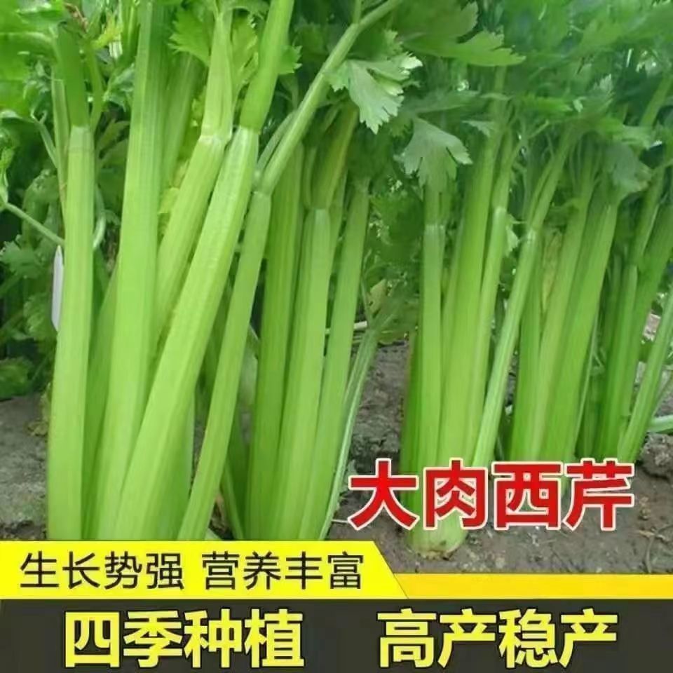 四季大肉西芹 高产蔬菜种子种子子高阳台季播肉厚菜种大棚蔬菜洋