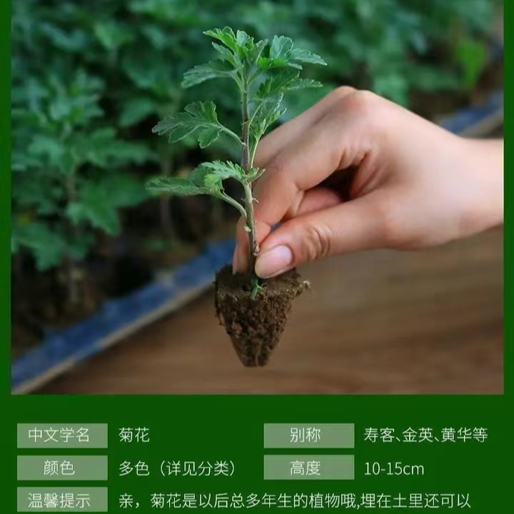 8色乒乓菊金丝皇菊大白菊基地直发四季开花小苗批发多色菊耐热