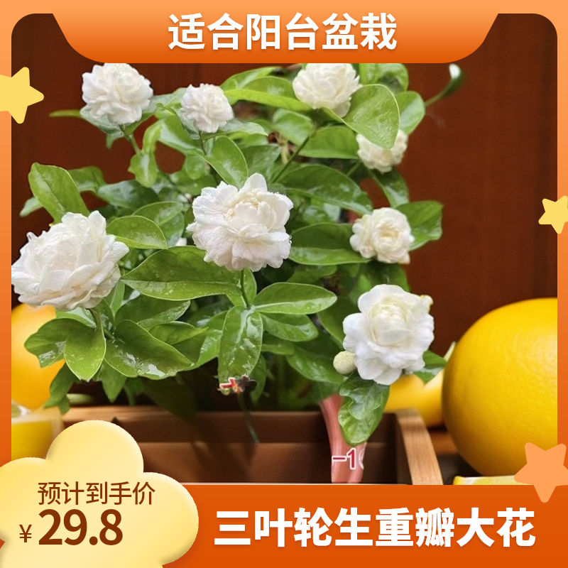 【城南】尖叶虎头茉莉独杆棒棒糖三叶轮生重瓣大花室内绿植苗茉莉