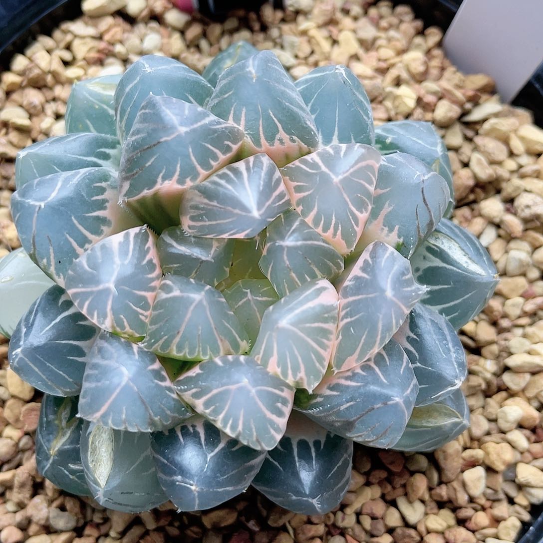34.初代龙爪锦