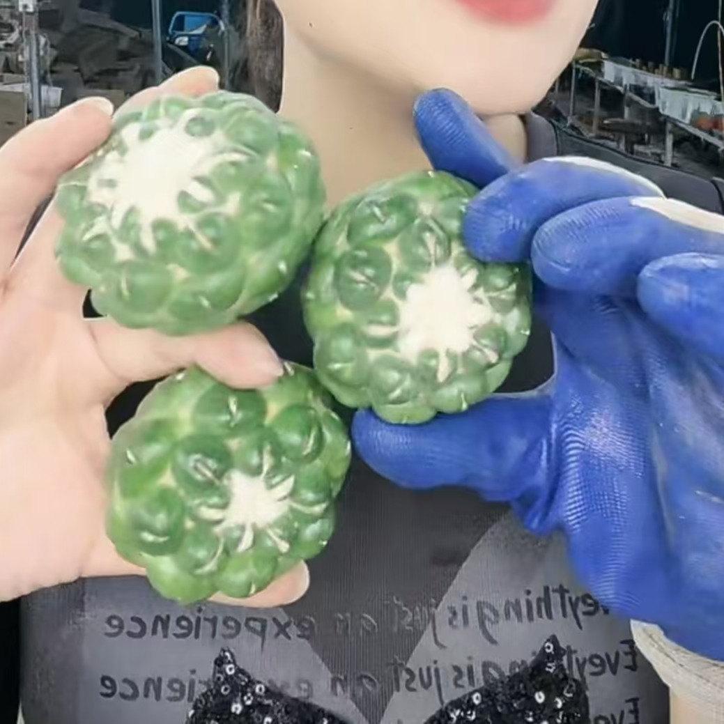 二妹园艺（无根 无刺象牙）多花色仙人球满18包邮随机发