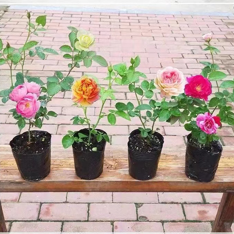 顺丰包邮 月季花小苗  盆栽庭院藤本 灌木浓香型花卉 盆栽 地栽