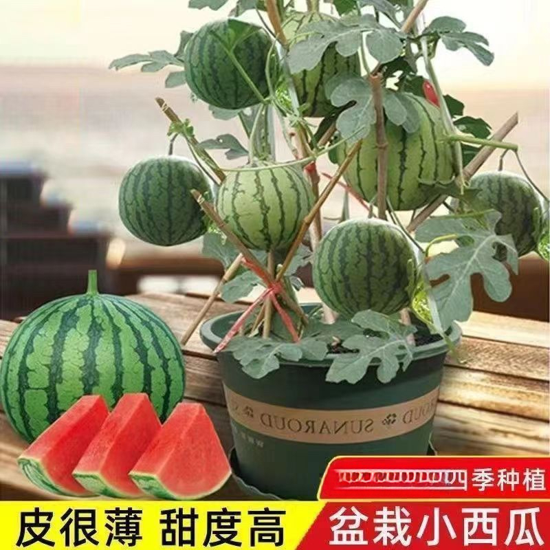 超甜麒麟蜜罐薄皮小西瓜种无籽小西瓜四季种植阳台庭院盆栽水果种