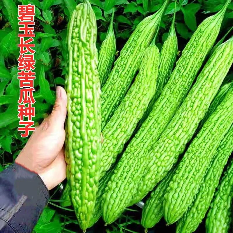 翠绿苦瓜种子春季播种阳台庭院盆栽各种蔬菜种子苦瓜新鲜