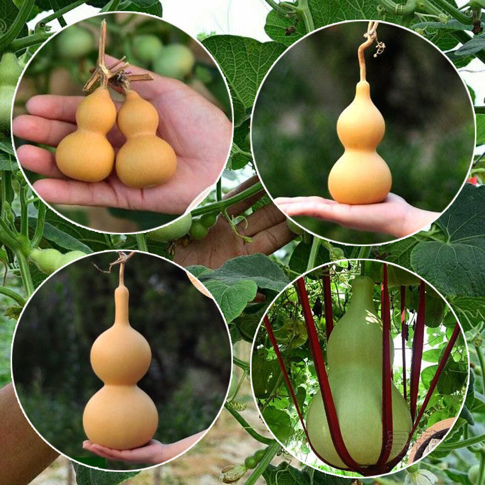 特小手捻葫芦种子盆栽阳台庭院种植大中号文玩微型葫芦苗籽可食用