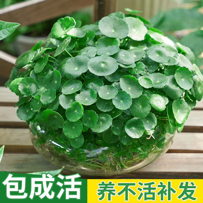 四季好养铜钱草水培盆栽绿植物办公客厅室内花卉绿萝水养金钱草籽