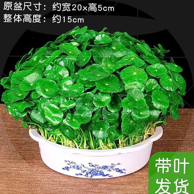 水里养的植物铜钱草水培盆栽室内室外花卉招财金钱草吸甲醛花草