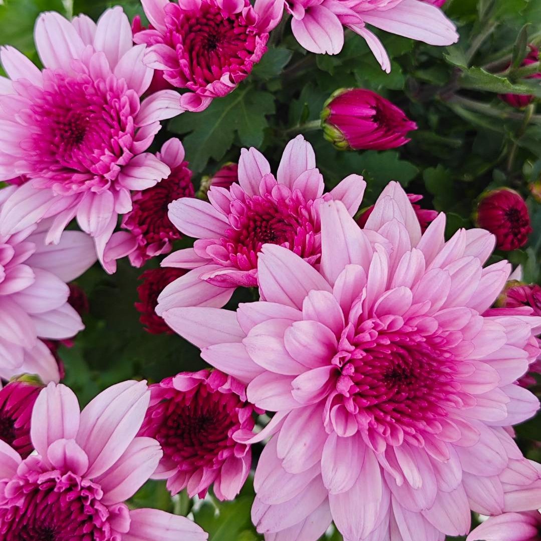 粉水晶荷兰菊 盆栽花苗耐热耐寒 花期长多季节重复开花 带花苞