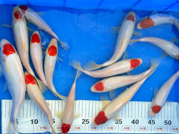 自家产血统锦鲤、冷水观赏鱼二十公分左右
