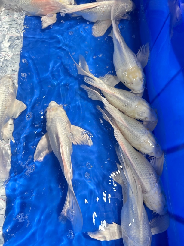 20-25公分自家产短身蝴蝶鲤、冷水鱼